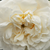 Biały  - Róża alba (biała) - Madame Plantier